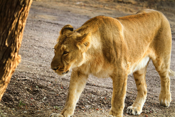 印度古吉拉特邦吉尔森林国家公园里的亚洲狮。亚洲雌狮的照片是在世界上唯一的地方——古吉拉特邦拍摄的。与复制空间1。图片下载