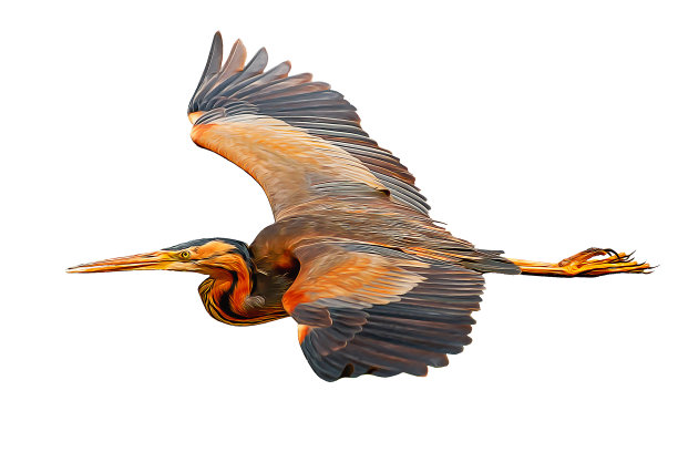 照片的鸟与油画效果应用。可爱的鸟，有很好的细节和颜色。孤立的形象。白色背景。图片下载