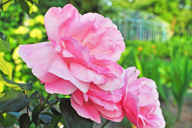 红粉红玫瑰在乡村别墅或花园的近距离微距照片图片下载