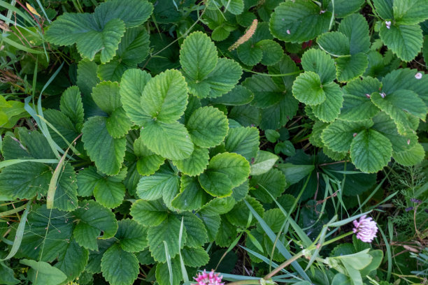 草莓丛，俯视图。绿叶草莓草出版，设计，海报，日历，邮政，屏幕保护程序，壁纸，明信片，横幅，封面，网站。高质量照片图片下载