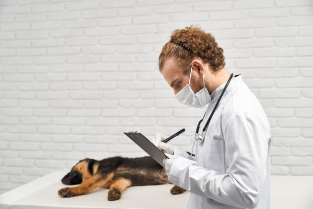 男兽医在诊所做牧羊犬检查后的记录。图片下载