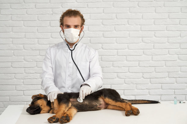 兽医一边看镜头一边检查德国牧羊犬的心跳。图片下载