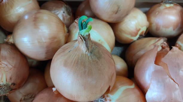 洋葱图片下载