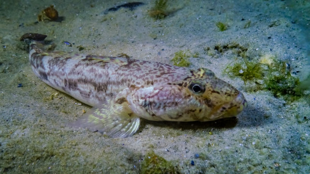 海鱼虾虎鱼(Mesogobius batrachocephalus)躺在海底，身上覆盖着贝壳图片下载