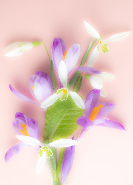 一束番红花和雪花莲。节日花卉背景。极端的花朵特写。模糊的照片图片下载