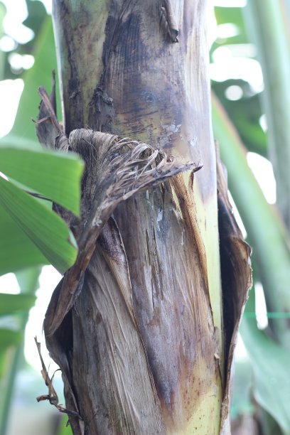 香蕉树干图片下载