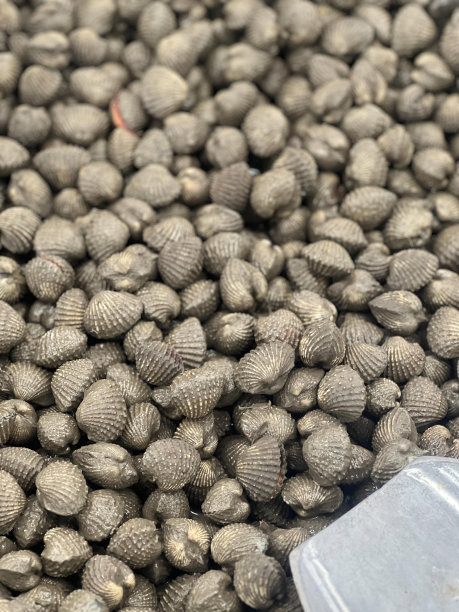 一堆蛤蜊坐在一堆泥土上的照片。图片下载
