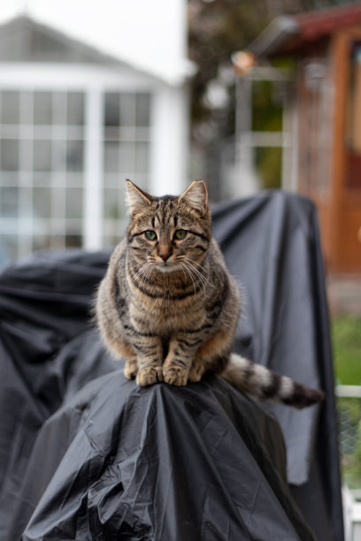 猫坐着的垂直照片。图片下载