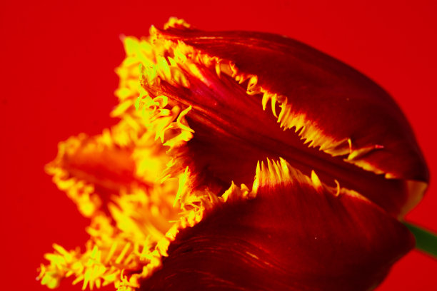 粉红色郁金香花蕾的内部，花瓣光滑细腻。郁金香心具黄色雌蕊，雄蕊微距照片。鲜花为贺卡的背景。春夏季节植物盛开。图片下载