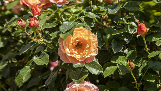 在花园里种玫瑰图片下载