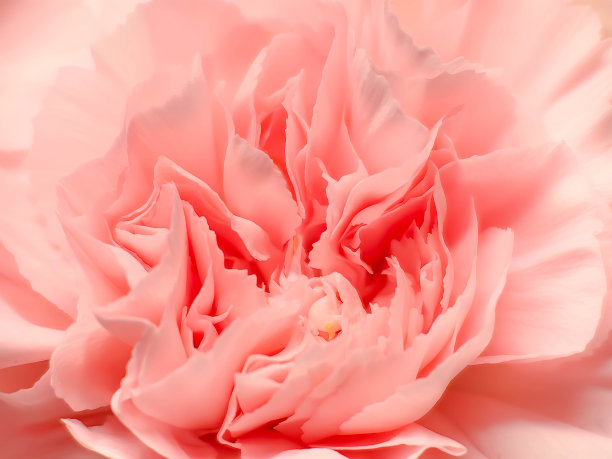 美丽的夏日花朵为背景。朵朵娇嫩的玫瑰盛开的鲜花节日背景，柔和的花束花卉卡。图片下载