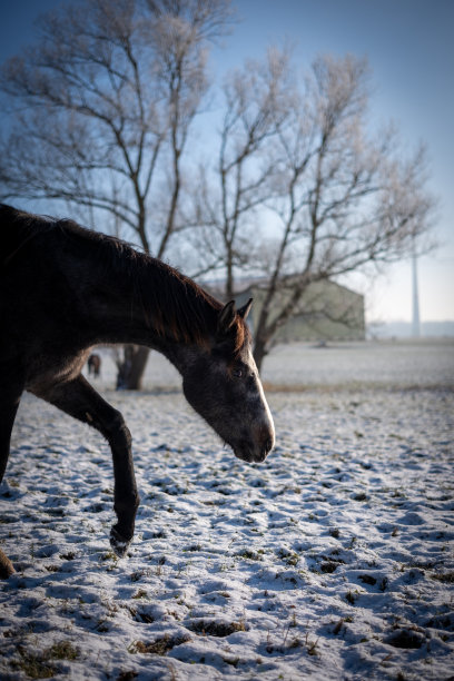 冬天，一匹马站在白雪覆盖的牧场上图片下载