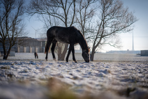 冬天，一匹马站在白雪覆盖的牧场上图片下载