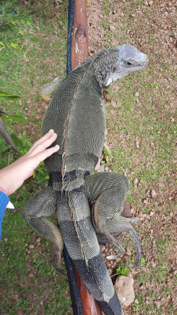 女孩的手握着一只鬣蜥，鬣蜥属蜥蜴，生活在中美洲、南美洲和加勒比岛屿的热带地区，属于鬣蜥科。图片下载