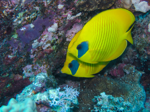 一对半月蝶鱼（学名：Chaetodon semilarvatus），红海图片下载
