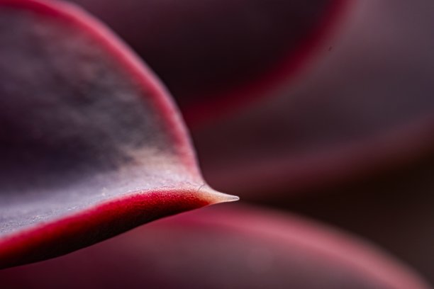 彩虹花。特写微距照片。充满活力的紫色和粉红色的自然色调。沙漠植物，理想的室内植物图片下载