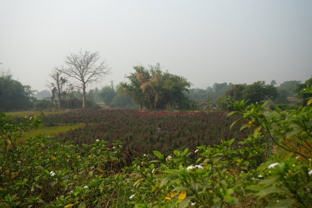 农民在花谷给月季喷洒农药。月季，俗称中国月季、月季或孟加拉月季。图片下载