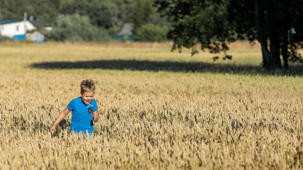 电影般的全景照片，一个立陶宛村庄的景色，其中一个小男孩涉水穿过黑麦田，一棵大橡树和它的影子图片下载