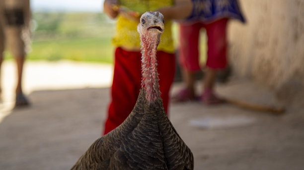 乌兹别克村庄里的火鸡鸟图片下载
