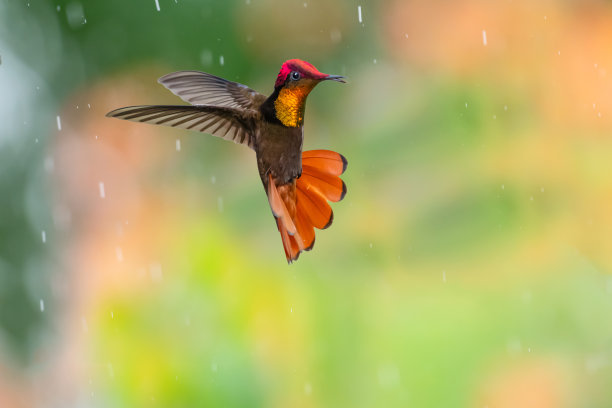 经典的红宝石黄玉蜂鸟在雨中飞行的照片，尾巴喇叭和彩色背景。图片下载