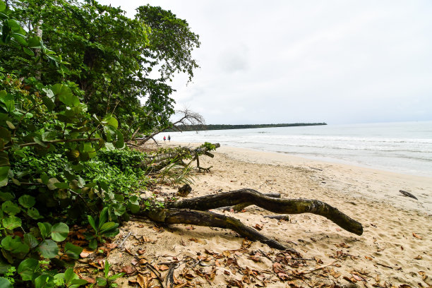 沙滩上的树，照片作为背景图片下载