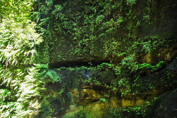 青苔上树，数码照片图片为背景图片下载
