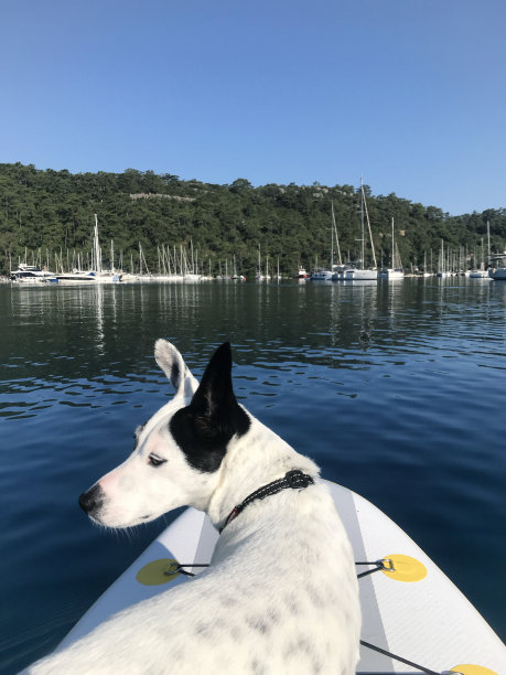 在阳光明媚的日子里，杰克罗素站在冲浪板上，在海水中熟练地冲浪。库存图片图片下载