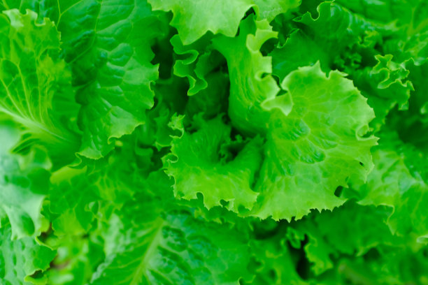 沙拉叶，俯视图。背景从生菜植物出版，海报，日历，邮政，屏幕保护程序，壁纸，明信片，横幅，封面。高质量照片图片下载