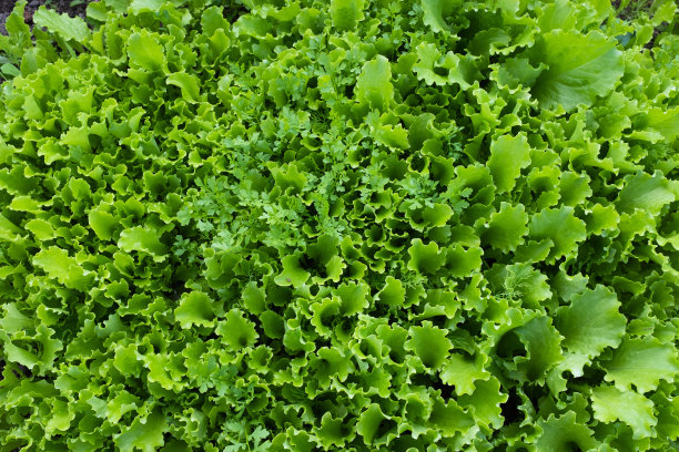 背景来自绿色的莴苣叶和莳萝。生长的嫩叶蔬菜。沙拉植物和茴香海报，日历，邮政，屏幕保护程序，壁纸，明信片，网站。高质量照片图片下载