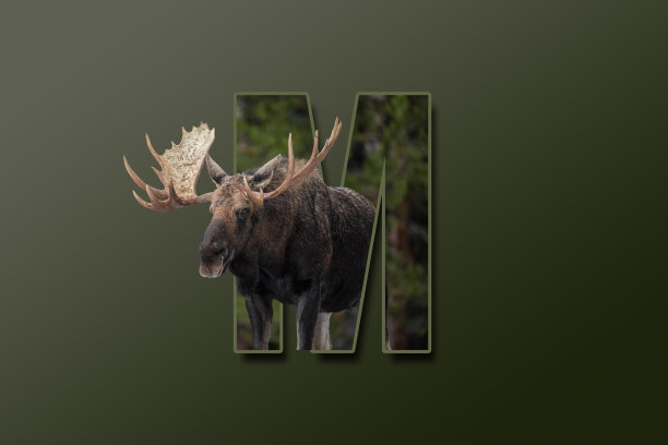 字母M嵌入了动物驼鹿的图片。很棒的动物背景。图片下载