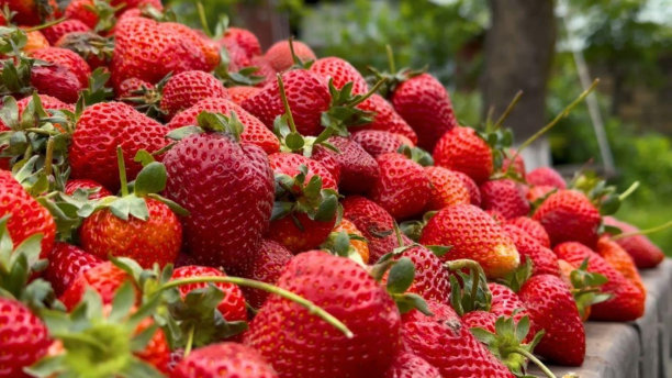 近距离健康新鲜草莓背景股票照片图片下载