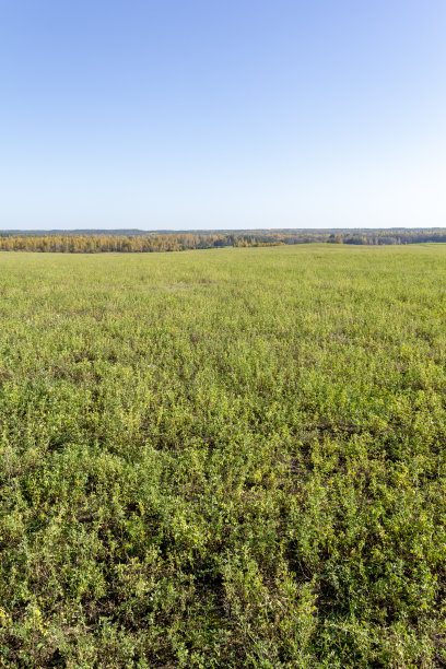 农业农场碧绿的田野，清澈的蓝天和远处的森林——一幅美丽的垂直景观自然夏日温暖的照片图片下载
