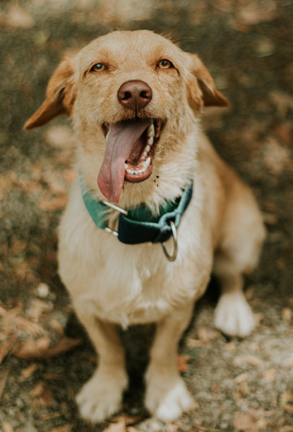 狗在户外玩耍的照片图片下载