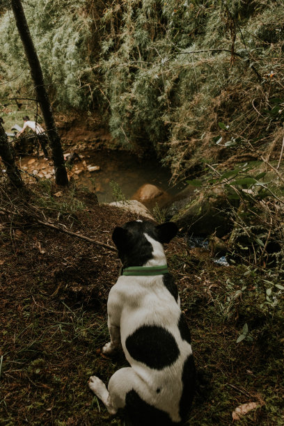 狗在户外玩耍的照片图片下载