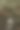 狗在户外玩耍的照片图片下载