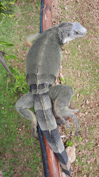 鬣蜥，蜥蜴属，生活在中美洲、南美洲和加勒比海岛屿的热带地区，属于鬣蜥科。图片下载