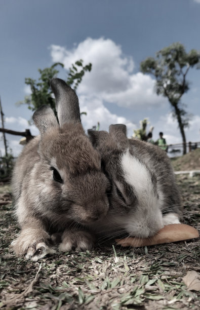 两只可爱的兔子在长满绿草的公园里争抢胡萝卜。图片下载