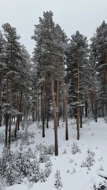 积雪覆盖的松树图片图片下载