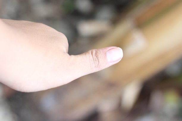 香蕉树干拇指图片下载