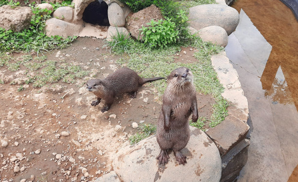 水獭或水獭科，属水獭亚科的食肉哺乳动物。有细长身体、蹼足和厚毛以保暖的动物。图片下载