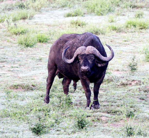 草原上的水牛(Syncerus caffer caffer):(图片来源:Sanjiv Shukla)图片下载