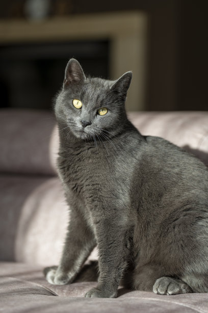 英国或俄罗斯蓝色短毛灰猫的迷人图片。这只猫黄色的眼睛和灰色的皮毛形成了鲜明的对比。图片下载