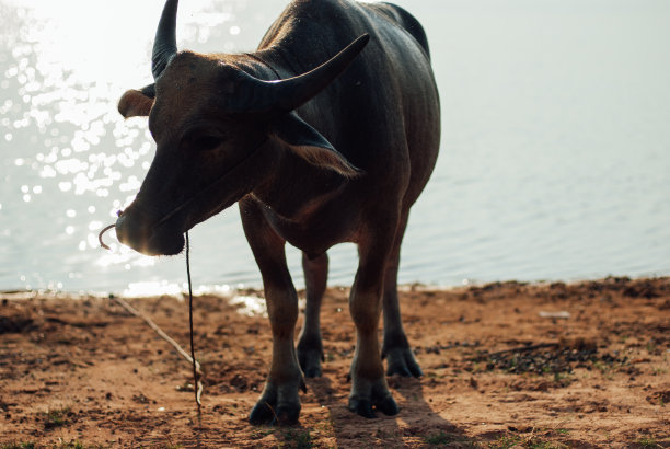 印度野牛图片下载