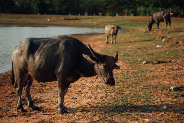 印度野牛图片下载