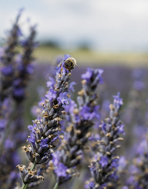 蜜蜂在薰衣草上采集花蜜的特写照片图片下载