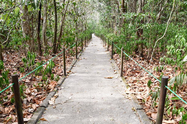 森林中的小路，照片作为背景图片下载