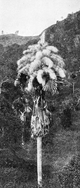 1895年印度的人物和地标:开花的塔利波特棕榈图片下载