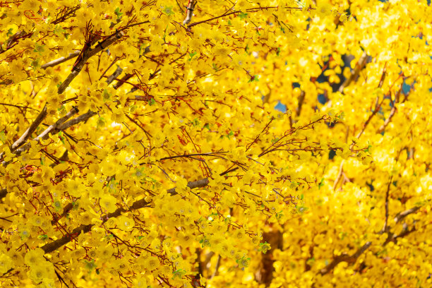 印着压岁钱的荷花树。越南春节的传统文化。照片中的文字意味着新年快乐，平平安安。图片下载