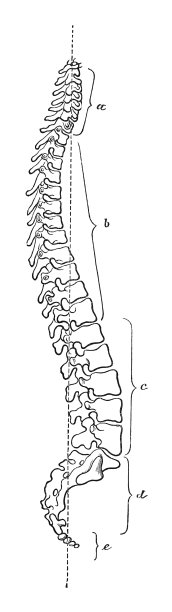 人体脊柱解剖，也被称为脊柱或脊柱-古典雕刻插图孤立的白色背景图片下载