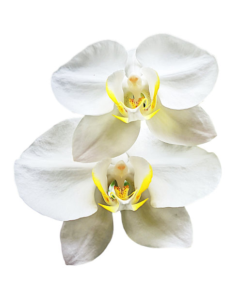 兰花植物蝴蝶兰花美丽，蝴蝶兰白色图片下载